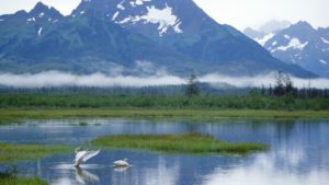 Trumpeter-Swans-Copper-River-Delta-Alaska